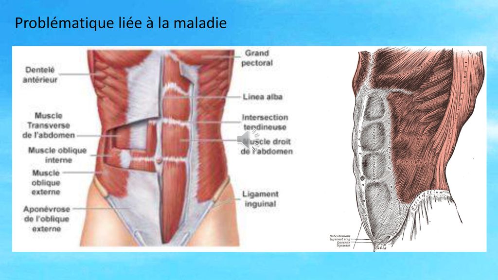 Les Tutoriels Le Transit Intestinal Ppt T L Charger